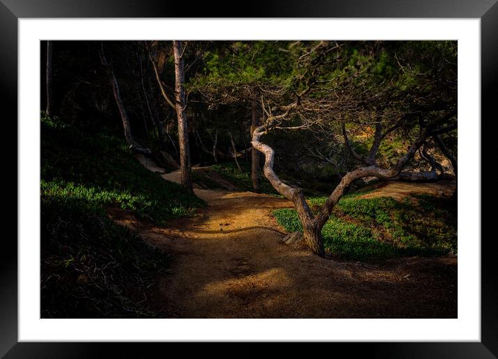 Mystical forest detail with nice sunlight Framed Mounted Print by Arpad Radoczy