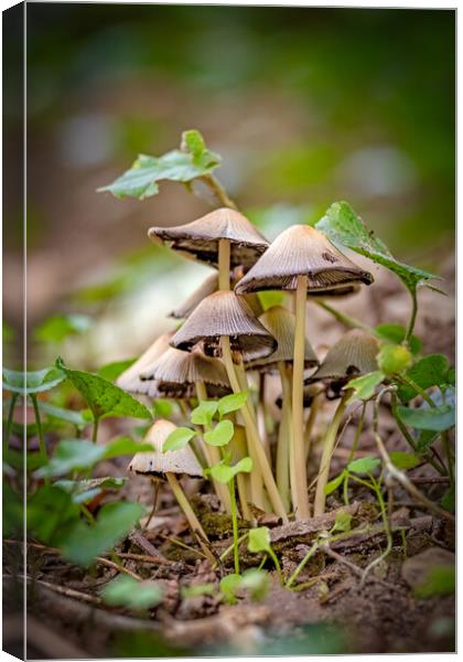 Small mushrooms on the forest at autumn time Canvas Print by Arpad Radoczy