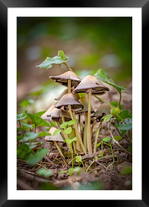 Small mushrooms on the forest at autumn time Framed Mounted Print by Arpad Radoczy