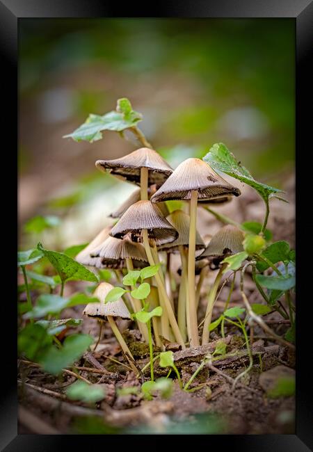 Small mushrooms on the forest at autumn time Framed Print by Arpad Radoczy