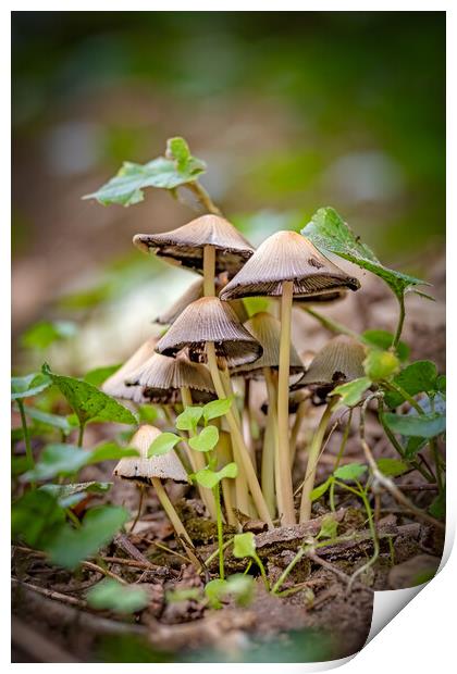 Small mushrooms on the forest at autumn time Print by Arpad Radoczy
