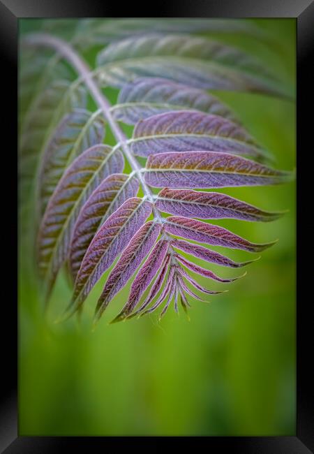 Beautiful ailanthus tree leaves in springtime  Framed Print by Arpad Radoczy