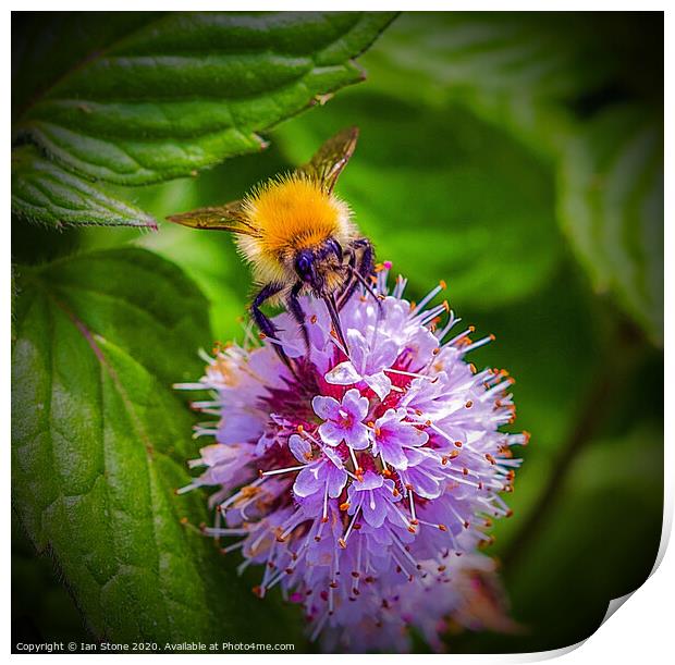  Bumblebee  on flower  Print by Ian Stone