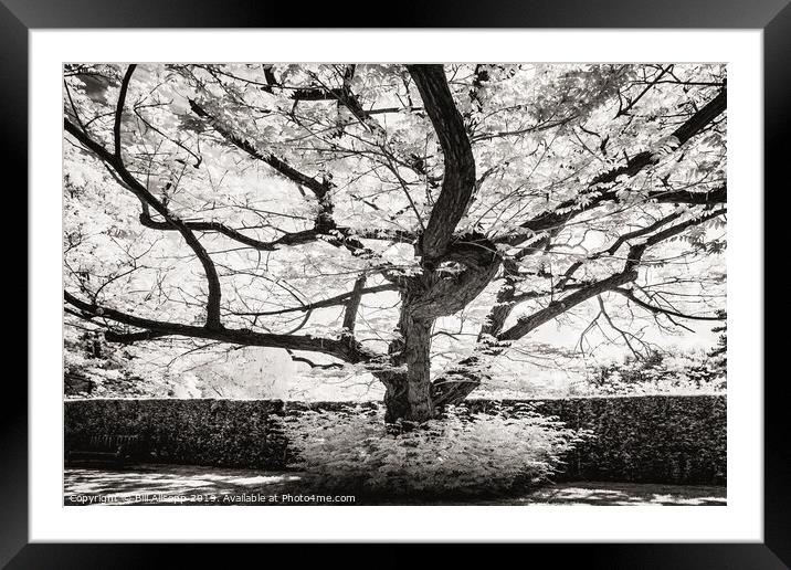 Leicester Botanical Gardens tree. Framed Mounted Print by Bill Allsopp