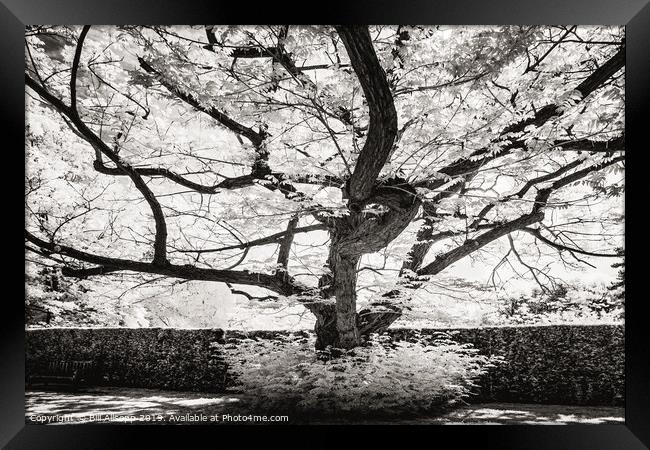 Leicester Botanical Gardens tree. Framed Print by Bill Allsopp
