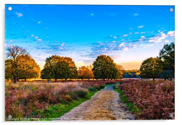 Autumn sunset at Richmond Park Acrylic by Hiran Perera