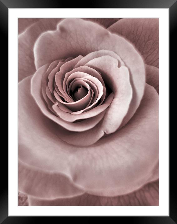pink blush Framed Mounted Print by Heather Newton