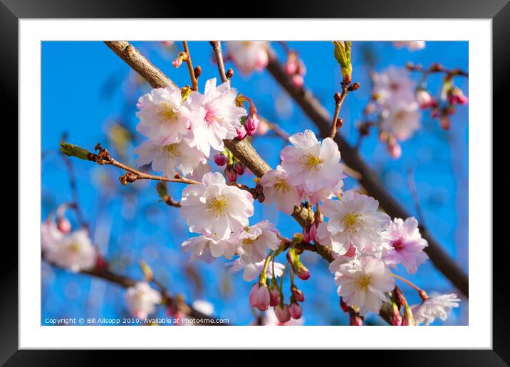 Cherry Blossom. Framed Mounted Print by Bill Allsopp