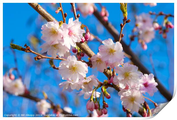 Cherry Blossom. Print by Bill Allsopp