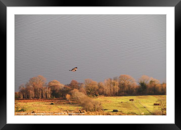 Buzzard above the Firth of Clyde Framed Mounted Print by Dave Menzies