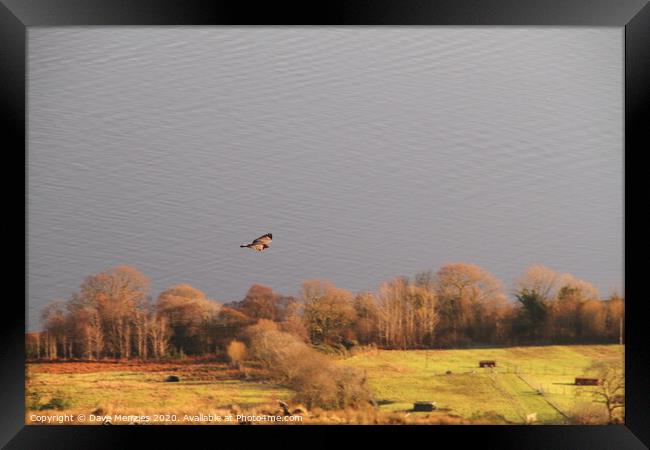 Buzzard above the Firth of Clyde Framed Print by Dave Menzies