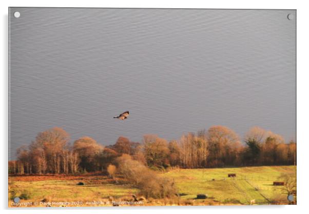 Buzzard above the Firth of Clyde Acrylic by Dave Menzies