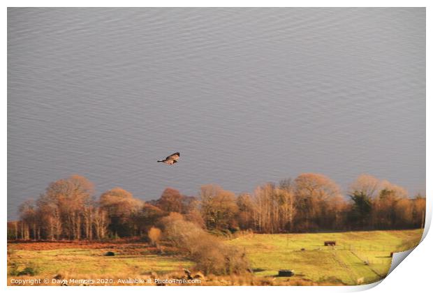 Buzzard above the Firth of Clyde Print by Dave Menzies