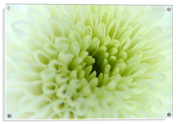 White Chrysanthemum Acrylic by Chris Day