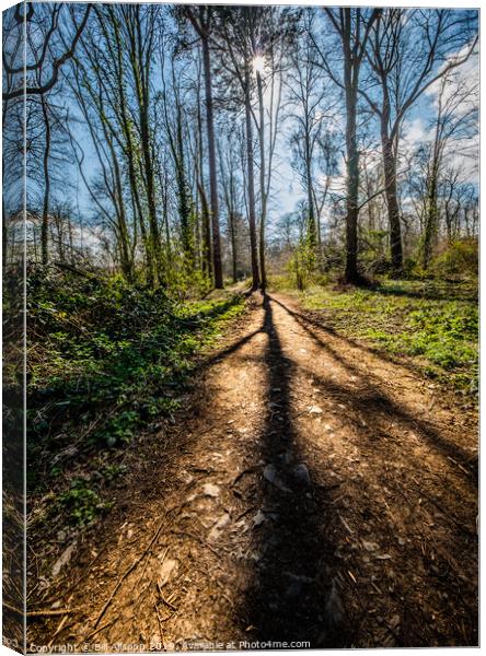 Shadows in Swithland Woods. Canvas Print by Bill Allsopp