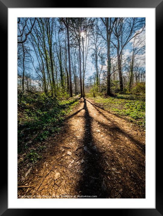 Shadows in Swithland Woods. Framed Mounted Print by Bill Allsopp