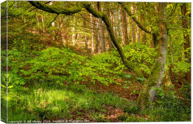 The Outwoods in Spring. Canvas Print by Bill Allsopp