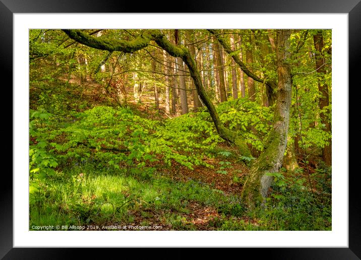 The Outwoods in Spring. Framed Mounted Print by Bill Allsopp
