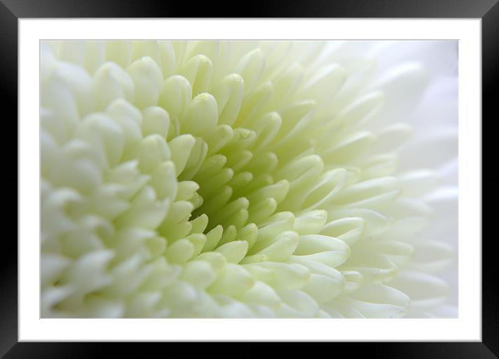 White Chrysanthemum Framed Mounted Print by Chris Day