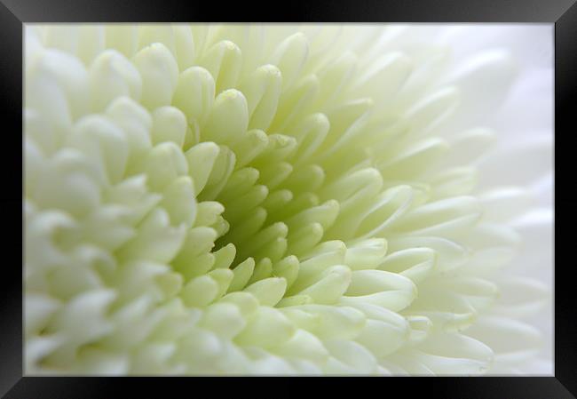 White Chrysanthemum Framed Print by Chris Day