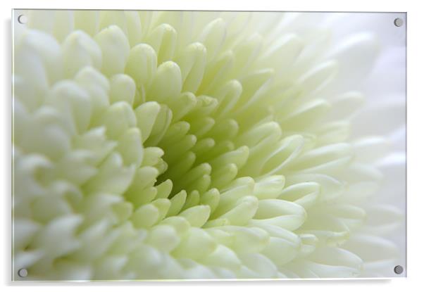 White Chrysanthemum Acrylic by Chris Day