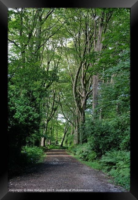 The Path, Tehidy Woods, Cornwall Framed Print by Rika Hodgson