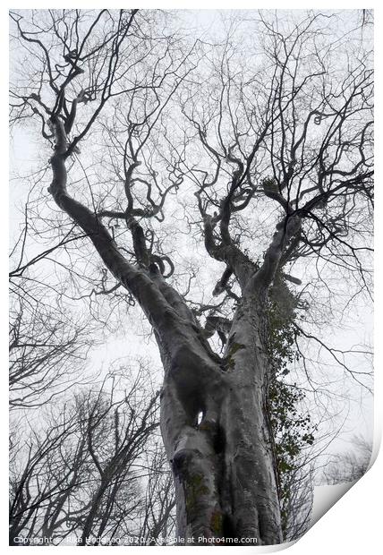 Creepy Trees, Godolphin, Cornwall Print by Rika Hodgson
