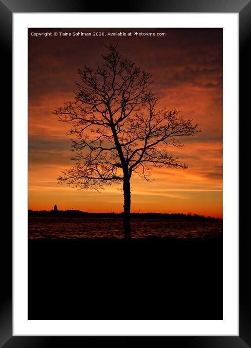 Seaside Tree at Winter Twilight 2 Framed Mounted Print by Taina Sohlman