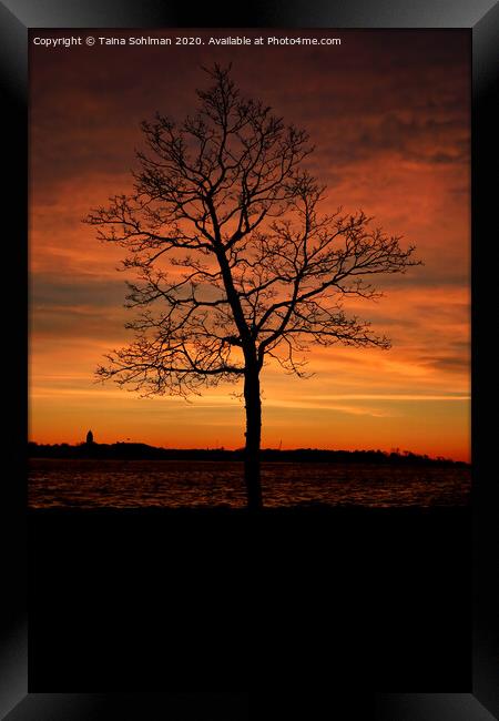 Seaside Tree at Winter Twilight 2 Framed Print by Taina Sohlman