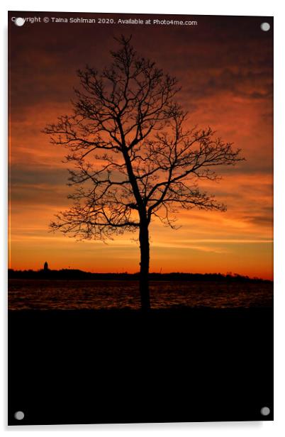 Seaside Tree at Winter Twilight 2 Acrylic by Taina Sohlman