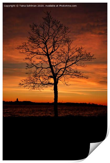 Seaside Tree at Winter Twilight 2 Print by Taina Sohlman