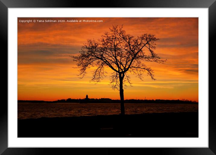Seaside Tree at Winter Twilight Framed Mounted Print by Taina Sohlman