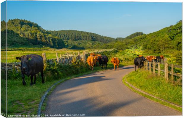 Cattle in the Cheviots. Canvas Print by Bill Allsopp