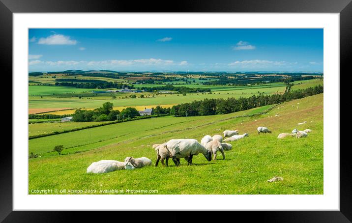 View from the Cheviots. Framed Mounted Print by Bill Allsopp