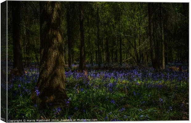 Bluebell Woodland Canvas Print by Harris Maidment