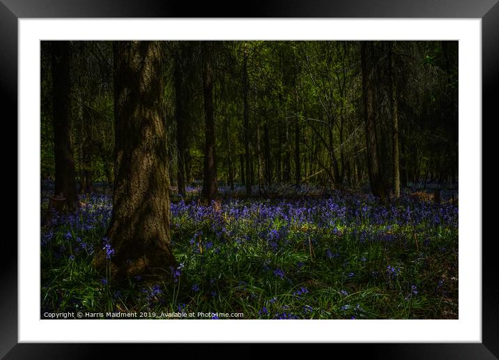 Bluebell Woodland Framed Mounted Print by Harris Maidment