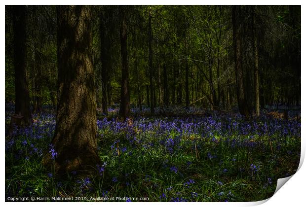 Bluebell Woodland Print by Harris Maidment