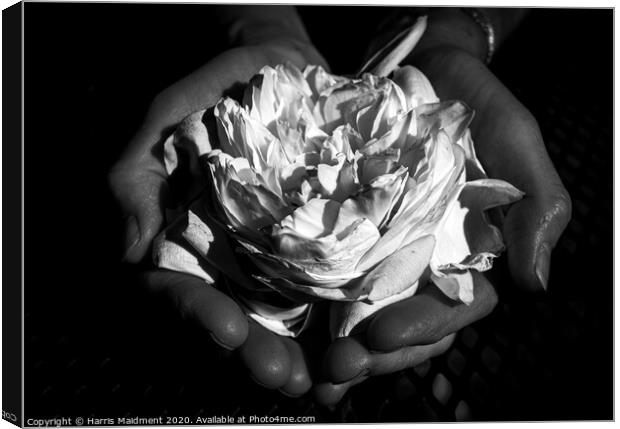 Rose in Hand Canvas Print by Harris Maidment
