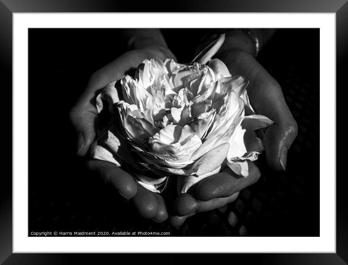 Rose in Hand Framed Mounted Print by Harris Maidment