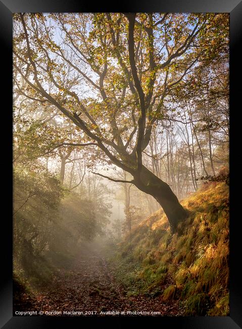 Autumn Mist in the forest Framed Print by Gordon Maclaren