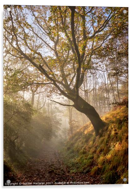 Autumn Mist in the forest Acrylic by Gordon Maclaren