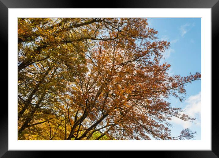 Autumn in the Dales Framed Mounted Print by Dave Carroll