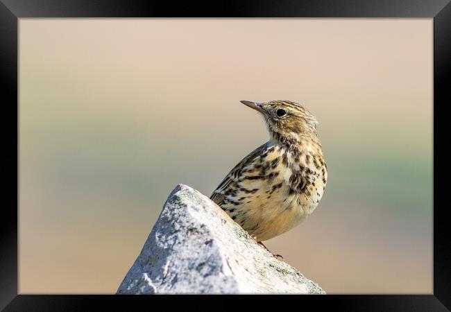Meadow Pipit  Framed Print by chris smith
