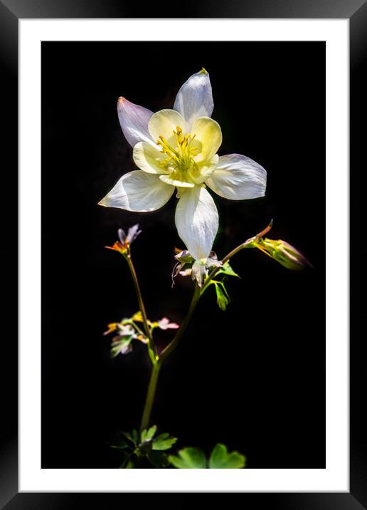 Aquilegia Framed Mounted Print by chris smith
