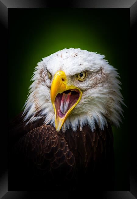 Bald eagle Framed Print by chris smith