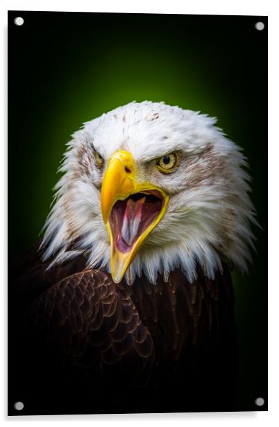 Bald eagle Acrylic by chris smith