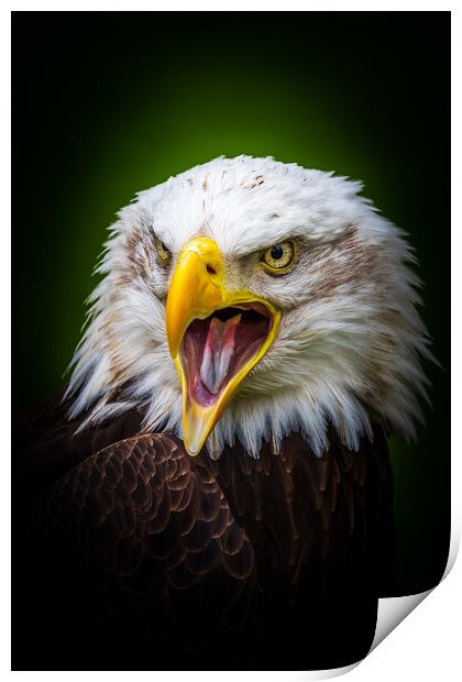 Bald eagle Print by chris smith