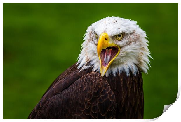 Bald eagle Print by chris smith