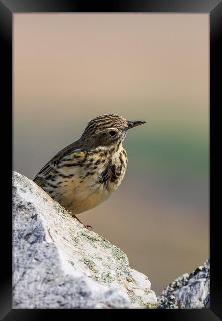 Meadow Pipit  Framed Print by chris smith