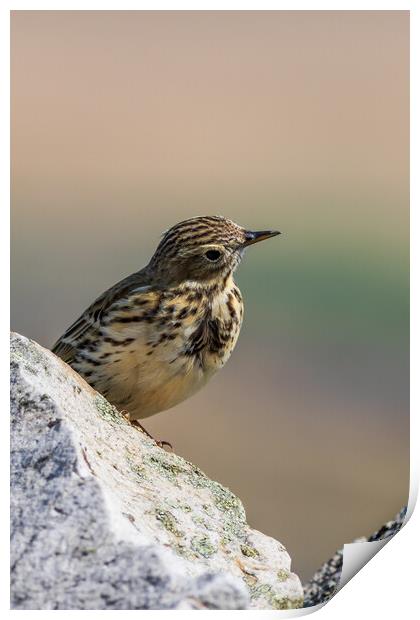 Meadow Pipit  Print by chris smith